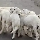 مراح الكرامة لجميع الذبايح