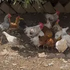 دجاج