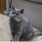 قطه سكوتش ستريت