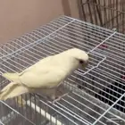 طير روز مفطوم اليف
