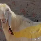 الغولاء طرق عسفان