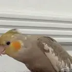 طائر طير كروان مفقود في حي المنار والفيصلية وهدية لمن يجدة