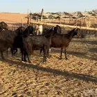 مراح قبرصيات مقسم لقطعتين
