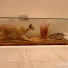 وشق حقيقي نادر