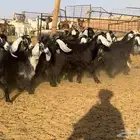 مراح عوارض اجروم ووساعه مقسم قسمين تم البيع