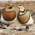 قطا ( النعاق العراقي )