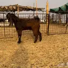 تيس جذع فحل قبرصي جرم