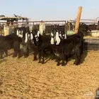 جذعات عوارض صنف الصنف تم البيع