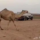 بكرة شقحاء