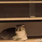 قطط سكوتش