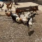 دجاج