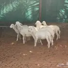 بهم حري للبيع