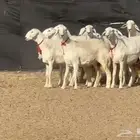 رخال صنف