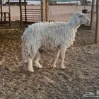 فحل حري طيبب