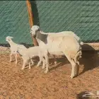 شياه جذعات متابيع وبهم نجد