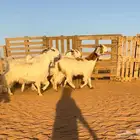 ماعز مصريات دفييع تتتم الببيييع