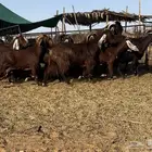 ماعز مصريات اجروم ناهيه تم البيع
