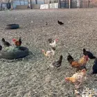 دجاج بياض شرط العمر سنهه