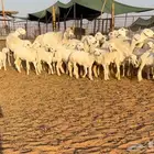 حريات حرش مواليد نوادر((( تم البيع )))