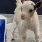 ماعز قزمي ( تيس ) .