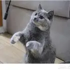 قطه سكوتش ستريت