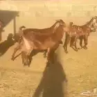 ماعز مصريات اصل اشباب