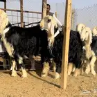 طليان نجد خصم فيها مشاريع او ربط