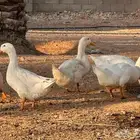 بط بكيني منتج سعر خيالي