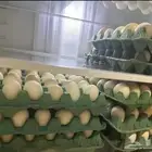 بيض بلدي