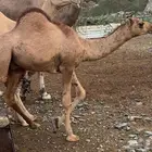 مجارده
