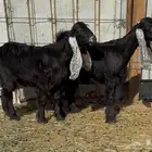 للبيع جفرتين عوارض خصصصم