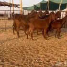 ماعز قبرصيات جم اصل تم البيع