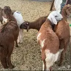 سواكن مطعمه مرابي فاخره
