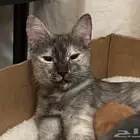 Cat for Adoption   Looking for a Loving Home