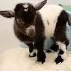 ماعز القزم لعوب