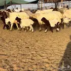 نعيم مواليد فاخره