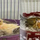 كناري سوري انثى  جاهزين 2