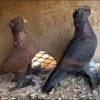 حمام بغدادي