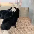 اللبيييع جذعات نجد كفو عددهم (4)