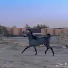 مهر للبيع