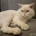 قط للتبني