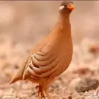 حجل البري للبيع مشروط خمسه إناثي وذكر