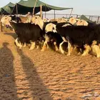 مراح نجد فواخر((( تم البيع )))
