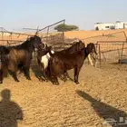 ماعز قبرصيات اجروم تم البيع