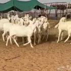 جفرات مطوره فاخره((( تم البيع )))