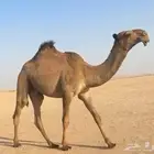 قعود غرنوقي للبيع