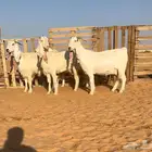 ماعز مطورات دفييع