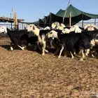 غنم نجد فاخره((( تم البيع )))