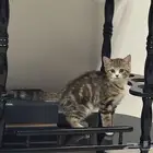 قطه