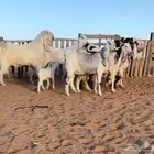 ماعز مطورات اجروم